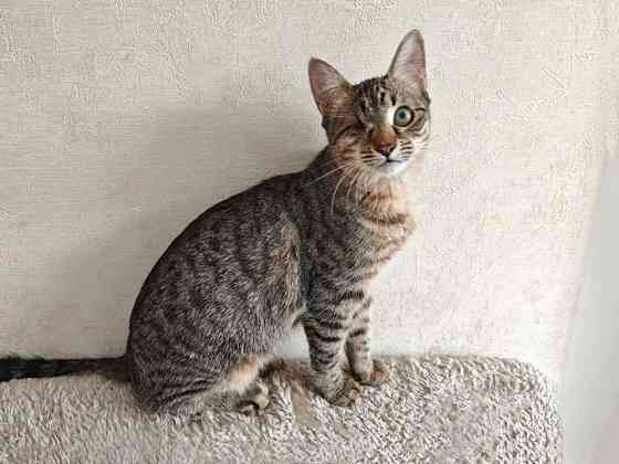 Минитигренок Лора, ласковая кошечка-подросток ищет дом Москва