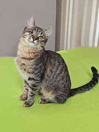 Минитигренок Лора, ласковая кошечка-подросток ищет дом Москва
