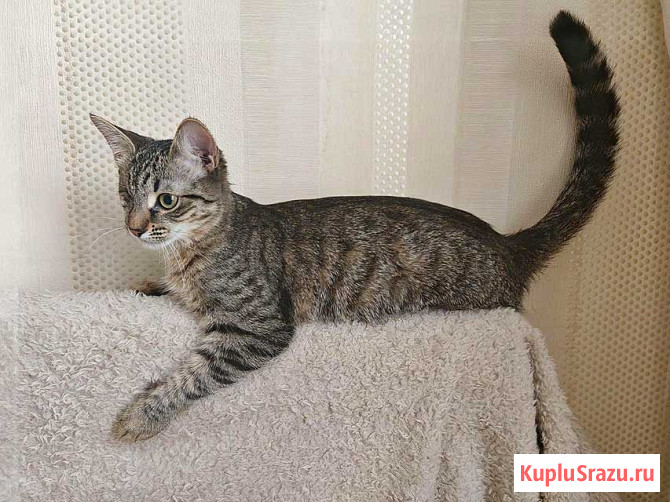 Минитигренок Лора, ласковая кошечка-подросток ищет дом Москва - изображение 4