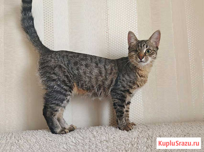 Минитигренок Лора, ласковая кошечка-подросток ищет дом Москва - изображение 3