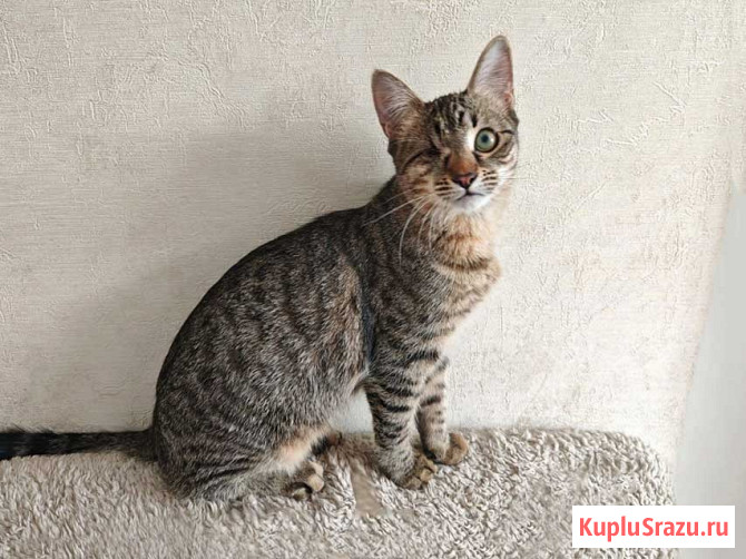 Минитигренок Лора, ласковая кошечка-подросток ищет дом Москва - изображение 1