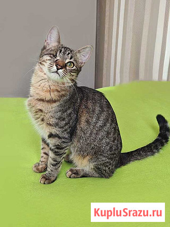 Минитигренок Лора, ласковая кошечка-подросток ищет дом Москва - изображение 2