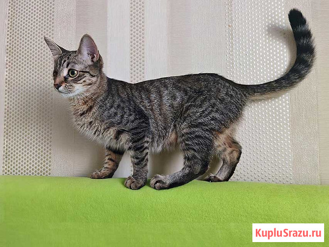 Минитигренок Лора, ласковая кошечка-подросток ищет дом Москва - изображение 1