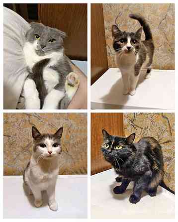 Ищут дом домашние котики — они очень ждут своих людей Москва