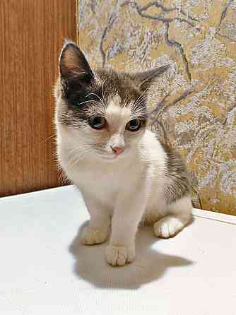 Ищут дом домашние котики — они очень ждут своих людей Москва