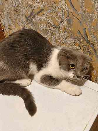Ищут дом домашние котики — они очень ждут своих людей Москва