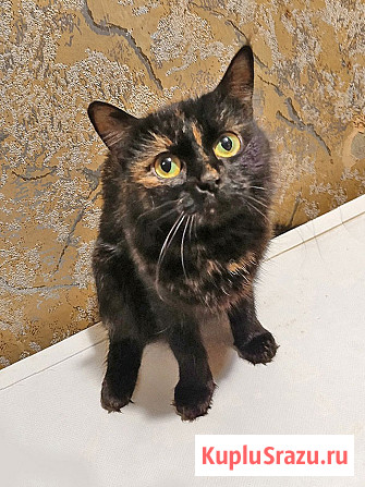 Ищут дом домашние котики — они очень ждут своих людей Москва - изображение 3