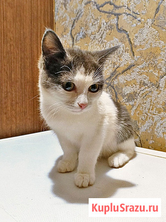 Ищут дом домашние котики — они очень ждут своих людей Москва - изображение 4