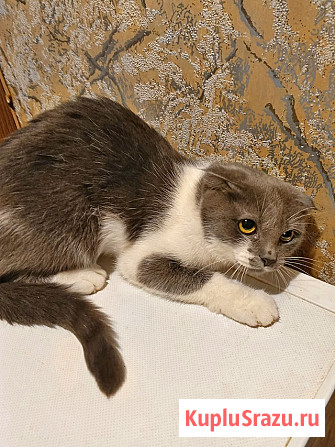 Ищут дом домашние котики — они очень ждут своих людей Москва - изображение 2