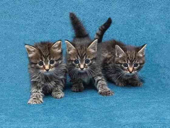 Крохи-котята ищут дом и надёжных, заботливых хозяев Москва