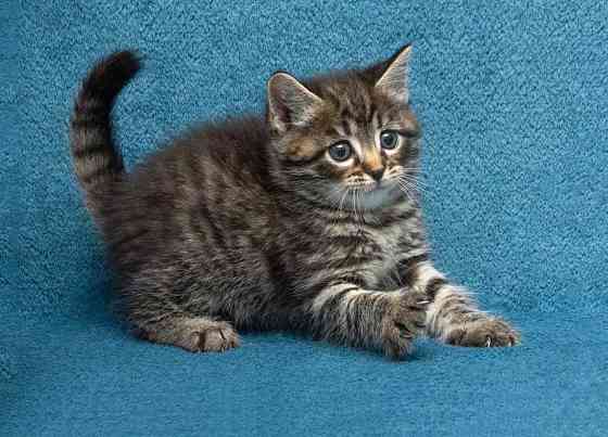 Крохи-котята ищут дом и надёжных, заботливых хозяев Москва