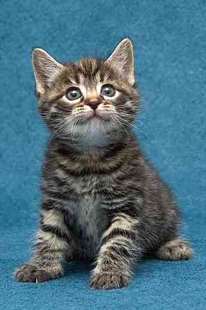 Крохи-котята ищут дом и надёжных, заботливых хозяев Москва