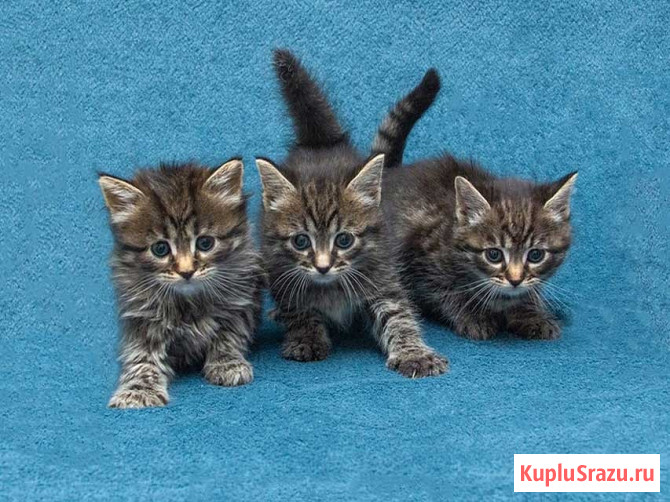 Крохи-котята ищут дом и надёжных, заботливых хозяев Москва - изображение 1