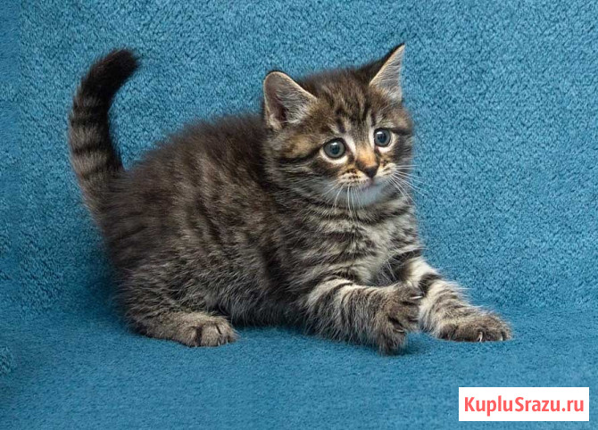 Крохи-котята ищут дом и надёжных, заботливых хозяев Москва - изображение 3