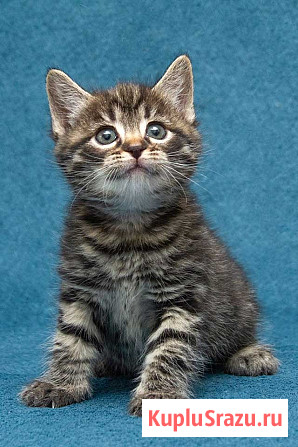 Крохи-котята ищут дом и надёжных, заботливых хозяев Москва - изображение 4