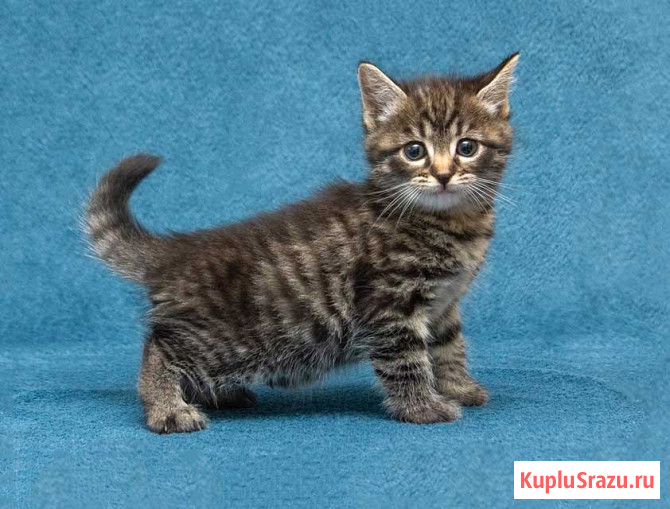 Крохи-котята ищут дом и надёжных, заботливых хозяев Москва - изображение 2