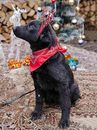 Ищет дом очаровательный щенок-подросток Мишутка Москва