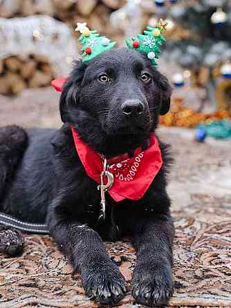 Ищет дом очаровательный щенок-подросток Мишутка Москва