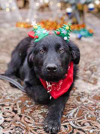 Ищет дом очаровательный щенок-подросток Мишутка Москва