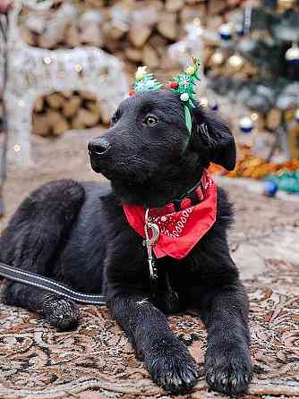 Ищет дом очаровательный щенок-подросток Мишутка Москва