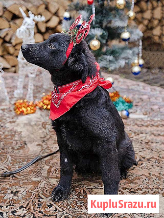 Ищет дом очаровательный щенок-подросток Мишутка Москва - изображение 4