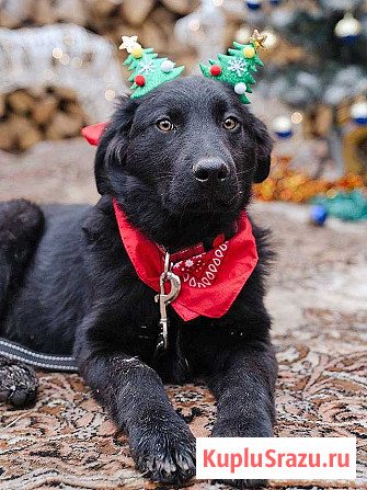 Ищет дом очаровательный щенок-подросток Мишутка Москва - изображение 3