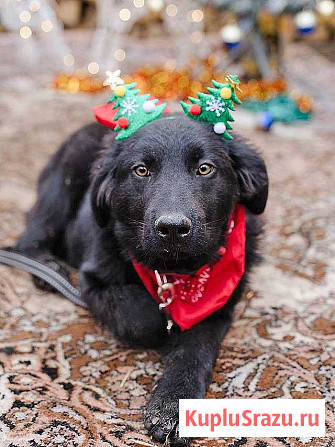 Ищет дом очаровательный щенок-подросток Мишутка Москва - изображение 2