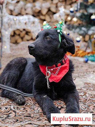 Ищет дом очаровательный щенок-подросток Мишутка Москва - изображение 1