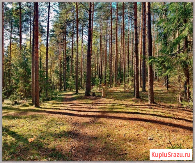 Участок ИЖС 4884 сот. на продажу в Воронеже Воронеж - изображение 5