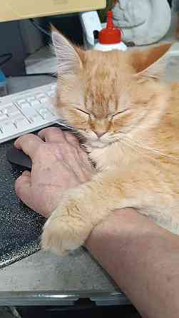 Отдам в добрые и заботливые руки Санкт-Петербург