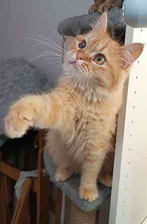 Отдам в добрые и заботливые руки Санкт-Петербург