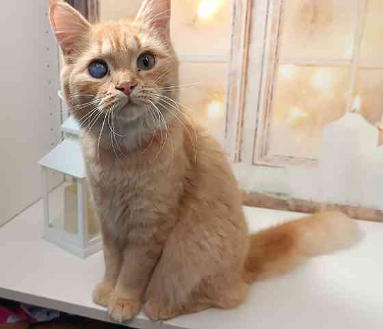 Отдам в добрые и заботливые руки Санкт-Петербург