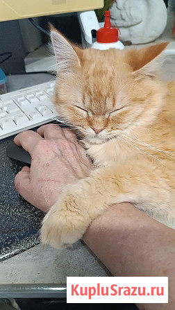 Отдам в добрые и заботливые руки Санкт-Петербург - изображение 2