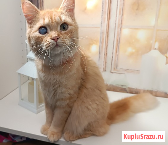 Отдам в добрые и заботливые руки Санкт-Петербург - изображение 1