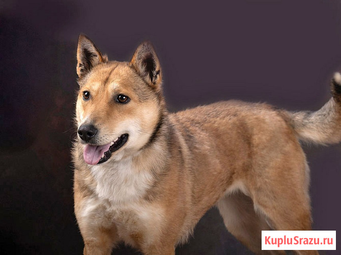 Самая ласковая и добрая собачка Лори ищет дом Москва - изображение 3