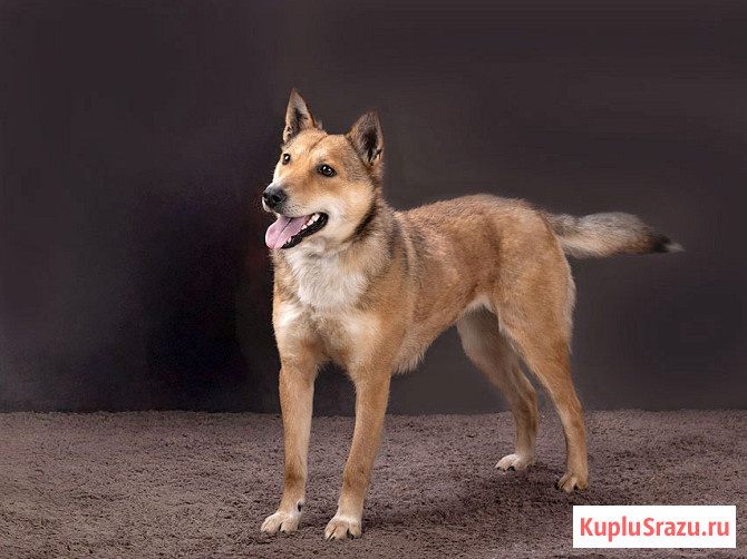 Самая ласковая и добрая собачка Лори ищет дом Москва - изображение 4