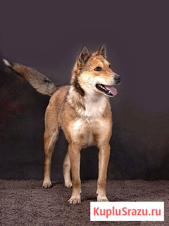 Самая ласковая и добрая собачка Лори ищет дом Москва - изображение 1