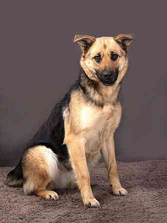 Молодая, ласковая и общительная собачка Альма ищет дом Москва