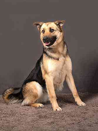 Молодая, ласковая и общительная собачка Альма ищет дом Москва