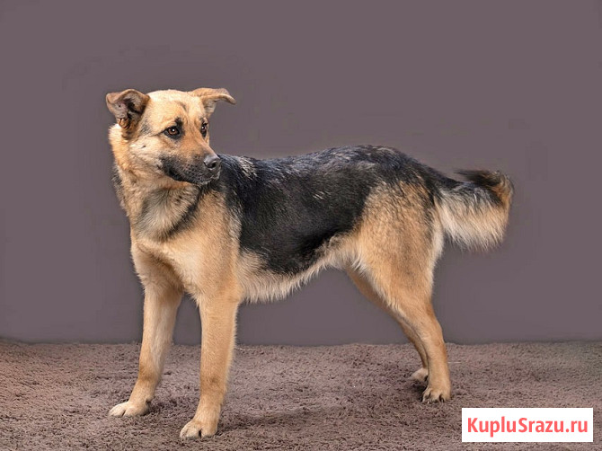 Молодая, ласковая и общительная собачка Альма ищет дом Москва - изображение 2