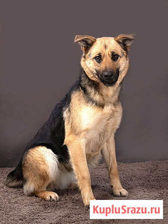 Молодая, ласковая и общительная собачка Альма ищет дом Москва - изображение 1