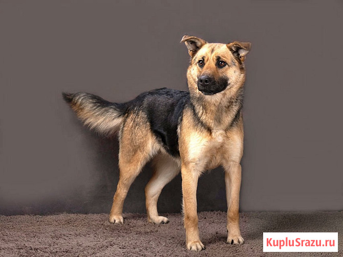 Молодая, ласковая и общительная собачка Альма ищет дом Москва - изображение 3