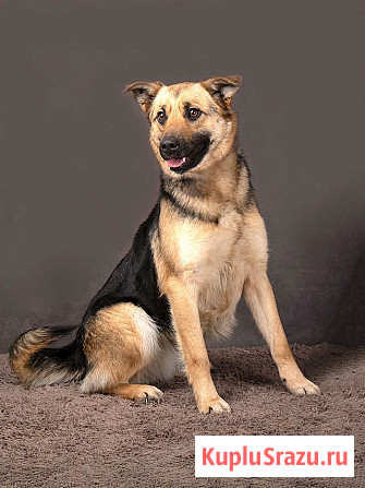 Молодая, ласковая и общительная собачка Альма ищет дом Москва - изображение 4