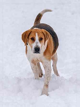 Зара, обворожительная, статная гончая ищет дом Москва