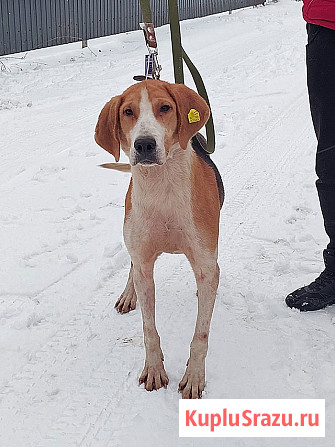 Зара, обворожительная, статная гончая ищет дом Москва - изображение 1