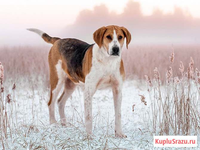 Зара, обворожительная, статная гончая ищет дом Москва - изображение 2