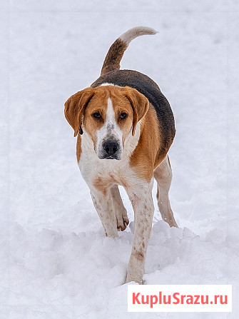 Зара, обворожительная, статная гончая ищет дом Москва - изображение 3