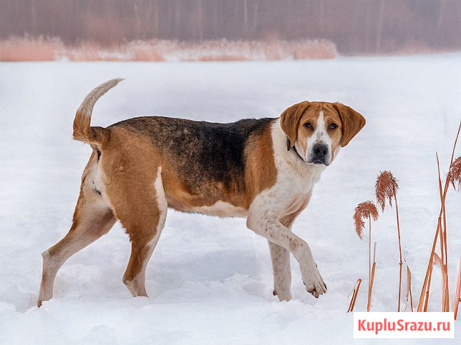 Зара, обворожительная, статная гончая ищет дом Москва - изображение 4