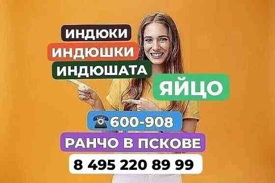 Индюки. Индюшки. Индюшата. Яйцо Псков