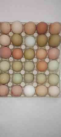 Цыплята. Куры. Петухи. Утки. Индюки Псков